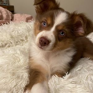 Just sharing our new puppy